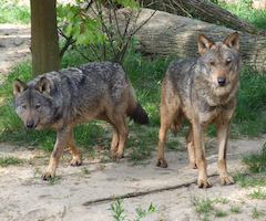 España y Francia piden a la UE ampliar la zona de caza del lobo ibérico